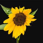 Sonnenblume, Hintergrund, Hintergründe, fotografieren, Photoshop, Lightroom, 01