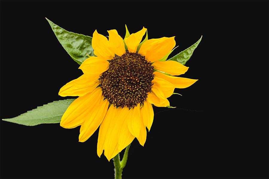Sonnenblume, Hintergrund, Hintergründe, fotografieren, Photoshop, Lightroom, 01