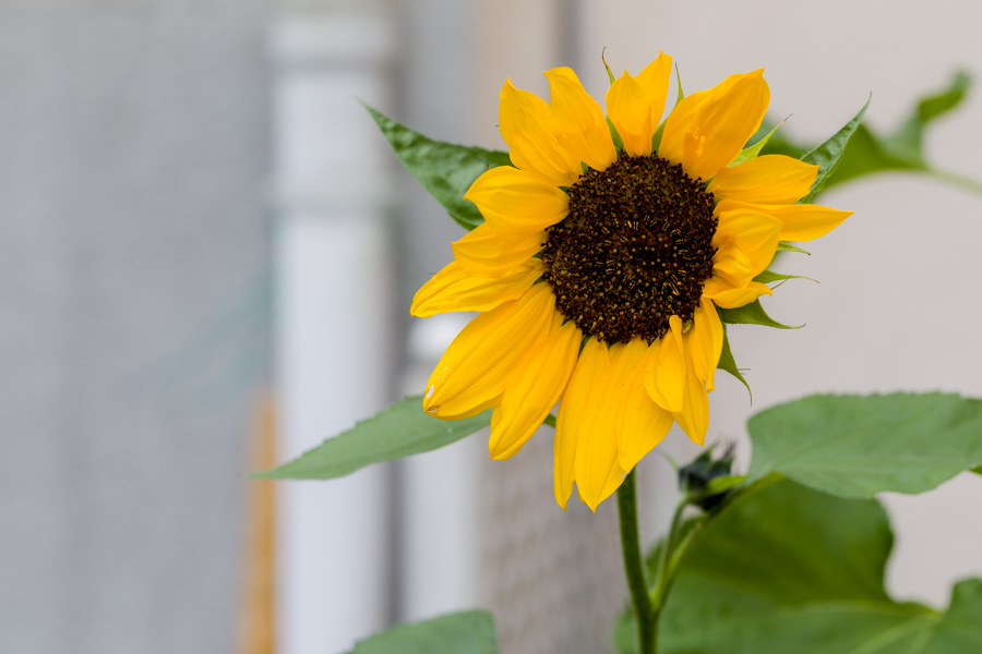 Sonnenblume, Hintergrund, Hintergründe, fotografieren, Photoshop, Lightroom, 02